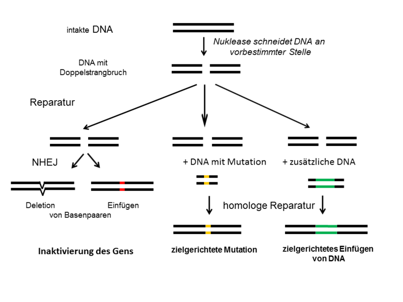 Genome_Editing